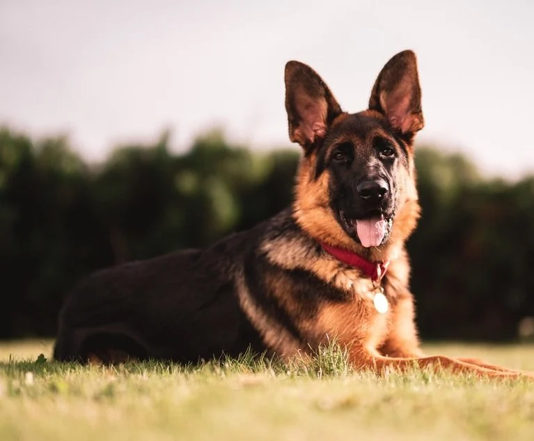 Sigorta kayıtlarına göre en saldırgan köpek türleri 10