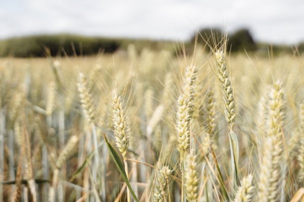Buğday fiyatları son 9 yılın en yüksek seviyesinde