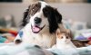 Allianz'dan kedi ve köpeğe sağlık güvencesi